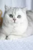 Photo №1. british shorthair - à vendre en ville de Ulyanovsk | négocié | Annonce № 10948