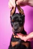 Photo №4. Je vais vendre dobermann en ville de Jagodina. éleveur - prix - négocié