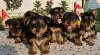 Photo №1. yorkshire terrier - à vendre en ville de Loznica | négocié | Annonce №109708