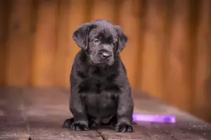 Photos supplémentaires: Kennel FCI, Labrador Chiots