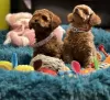 Photos supplémentaires: Chiots caniches jouets