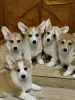 Photo №1. welsh corgi - à vendre en ville de Mogilyov | négocié | Annonce №20935