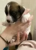 Photos supplémentaires: Les merveilleux chiots Jack Russell Terrier recherchent une maison et des