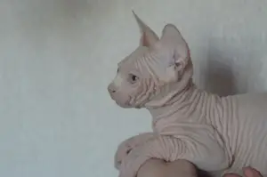 Photo №3. Sphynx canadien de chat. Biélorussie