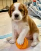 Photo №1. welsh springer spaniel - à vendre en ville de Copenhague | négocié | Annonce №117491