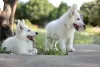 Photos supplémentaires: Chiots Berger Blanc Suisse à vendre