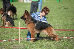 Photos supplémentaires: Chiots de berger allemand à poil long