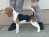 Photos supplémentaires: Beagle femelle à vendre