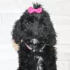 Photo №2 de l'annonce № 45612 de la vente labradoodle - acheter à USA annonce privée