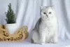 Photo №2 de l'annonce № 10948 de la vente british shorthair - acheter à Fédération de Russie de la fourrière