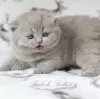 Photo №1. british shorthair - à vendre en ville de Berlin | 400€ | Annonce № 101742