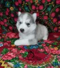 Photos supplémentaires: Chiots Husky sibérien