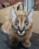 Photo №3. Bon chat caracals pour adoption locale. Guadeloupe