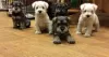 Photo №1. schnauzer miniature - à vendre en ville de Siófok | négocié | Annonce №58242