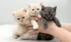 Photo №1. british shorthair - à vendre en ville de Leipzig | 122€ | Annonce № 96921