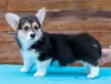 Photos supplémentaires: Chiots Pembroke Welsh Corgi