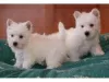 Photo №1. west highland white terrier - à vendre en ville de Амстердам | négocié | Annonce №108249