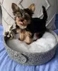 Photo №1. yorkshire terrier - à vendre en ville de Sydney | négocié | Annonce №131245