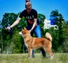 Photo №1. akita (chien) - à vendre en ville de Brest | négocié | Annonce №20752