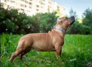 Photo №4. Je vais vendre american bully en ville de Saint-Pétersbourg. de la fourrière, éleveur - prix - 1137€