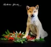 Photo №1. shiba - à vendre en ville de Nizhny Novgorod | négocié | Annonce №25636