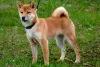 Photos supplémentaires: Chiots Shiba Inu