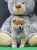 Photo №4. Je vais vendre shiba en ville de Vilovo.  - prix - 350€