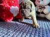 Photo №4. Je vais vendre dogue de bordeaux en ville de Pskov. éleveur - prix - 493€