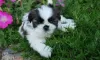 Photo №2 de l'annonce № 11347 de la vente shih tzu - acheter à Suède annonce privée