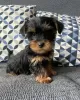 Photo №4. Je vais vendre yorkshire terrier en ville de Berlin. annonce privée - prix - 3€