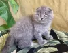 Photo №1. scottish fold - à vendre en ville de Bielsko-Biała | 2€ | Annonce № 122570