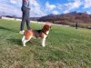 Photo №3. beagle. Serbie