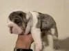 Photo №1. bulldog anglais - à vendre en ville de Southport | 360€ | Annonce №125632