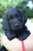 Photo №3. Chiots de Flat Coated Retriever avec papiers. La finlande