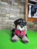 Photos supplémentaires: Chiots Schnauzer nain