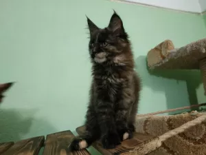 Photo №2 de l'annonce № 5300 de la vente maine coon - acheter à Fédération de Russie de la fourrière