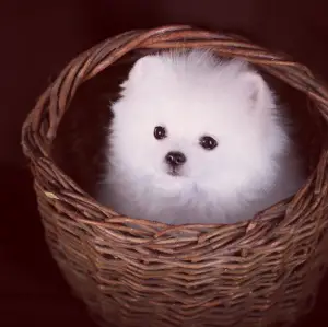 Photos supplémentaires: Chiots blancs allemands de spitz.