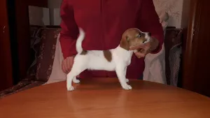 Photo №2 de l'annonce № 5674 de la vente jack russell terrier - acheter à Fédération de Russie annonce privée