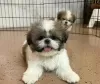 Photo №1. shih tzu - à vendre en ville de Berikon | 380€ | Annonce №125758