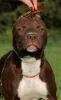 Photo №1. american pit bull terrier - à vendre en ville de Sébastopol | négocié | Annonce №8509