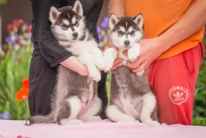 Photos supplémentaires: Chiots pur-sang Husky sibérien