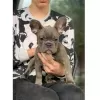 Photo №1. bouledogue - à vendre en ville de Pilsen | Gratuit | Annonce №120799