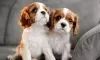 Photo №1. cavalier king charles spaniel - à vendre en ville de Лентварис | 450€ | Annonce №116176