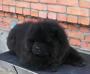 Photo №3. Chow chow chiots. Fédération de Russie