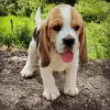 Photo №2 de l'annonce № 128334 de la vente beagle - acheter à Allemagne annonce privée