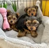 Photo №1. yorkshire terrier - à vendre en ville de Berlin | négocié | Annonce №119709