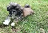 Photo №1. shih tzu - à vendre en ville de Tampa | Gratuit | Annonce №99901