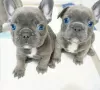 Photo №1. bouledogue - à vendre en ville de Linköping | 300€ | Annonce №53723