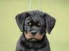 Photo №1. rottweiler - à vendre en ville de Нови Сад | négocié | Annonce №70599