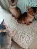 Photo №3. Chatons abyssins. Biélorussie